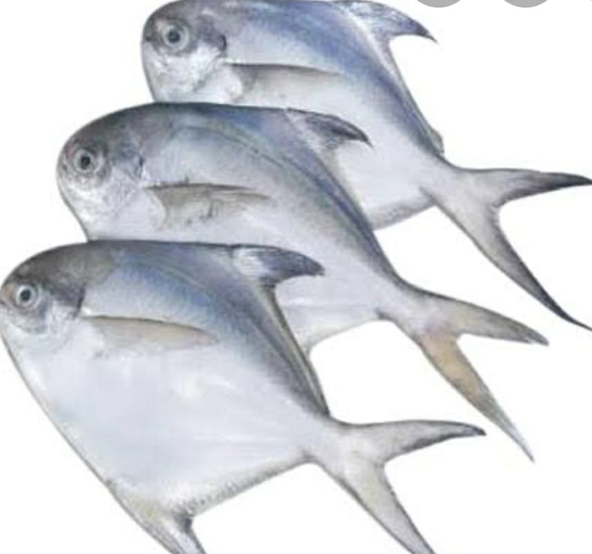 Sea Fish (সামুদ্রিক মাছ)