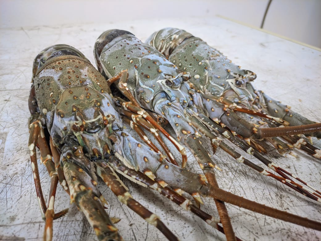 Tiger prawn( টাইগার চিংড়ি)