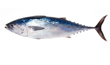 Tuna Fish (টুনা ফিশ)